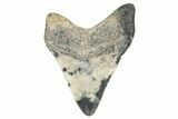 Bargain, Fossil Megalodon Tooth - Georgia #338827-1